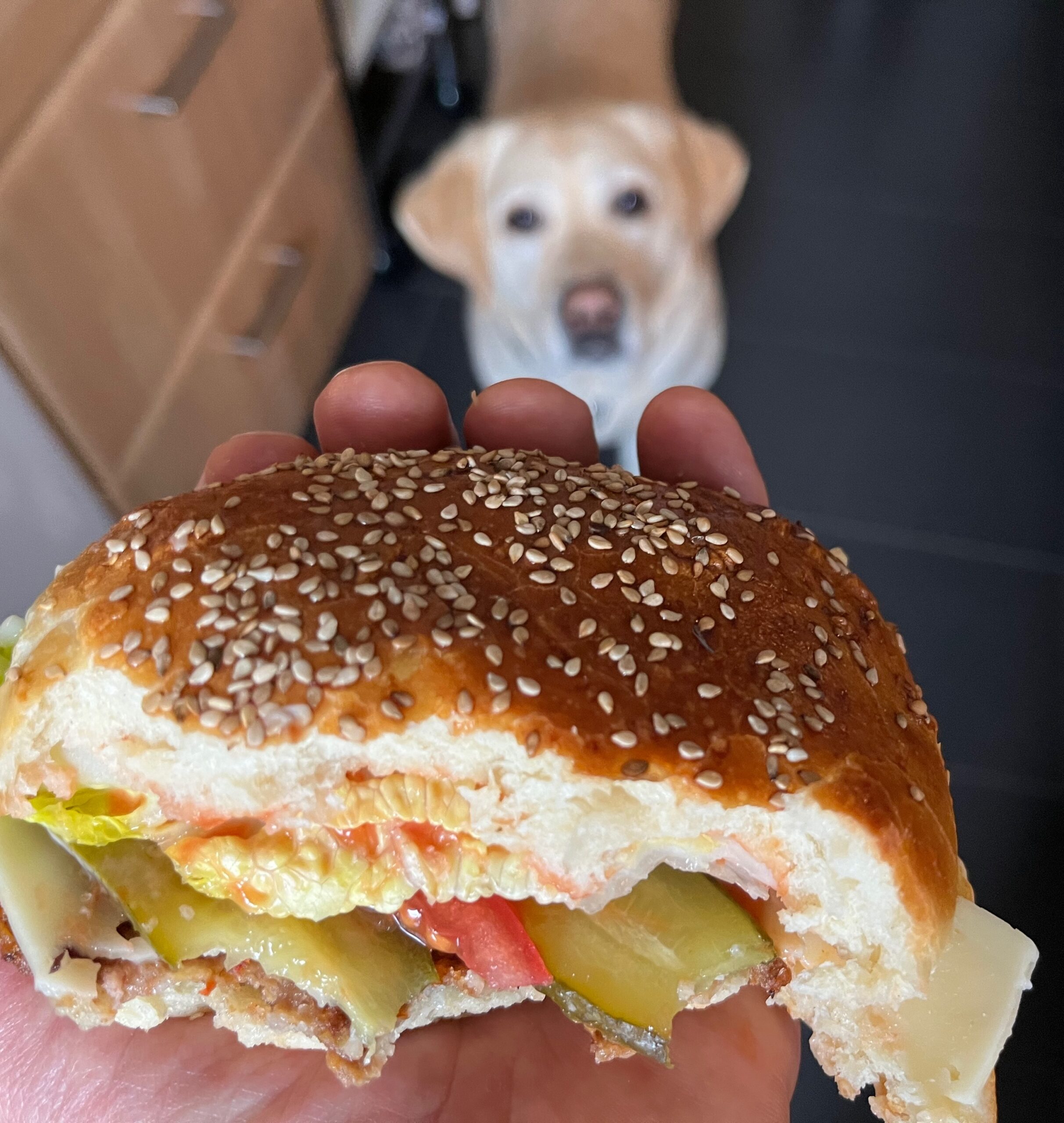 Selbst gebackenes Burger Bun mit Sesam in der Hand, gefüllt mit Salat, Tomate und Gewürzgurke – im Hintergrund schaut ein Labrador Retriever neugierig zu